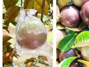 Sóc Trăng: Bao trái và phun CaCl2 để nâng cao chất lượng vú sữa